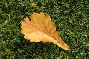 One bright yellow and orange carved oak leaf on a green grass in a park in autumn