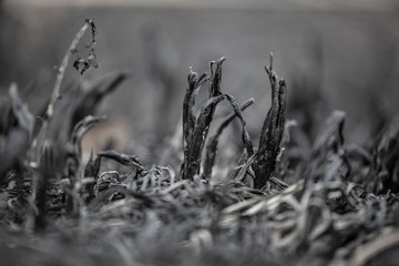 cane field after fire background