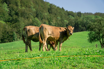 Alpine cows in a field