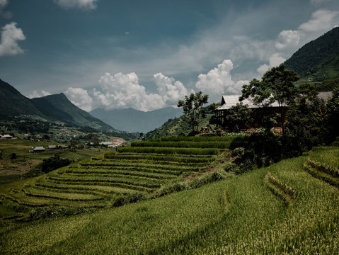 Sapa 
