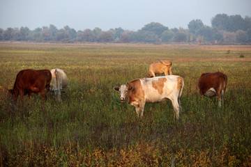 cow eat plant field background 