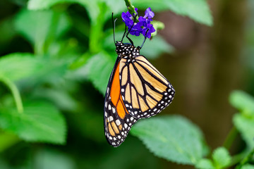 Monarch, Danaus plexippus is a milkweed butterfly (subfamily Danainae) in the family Nymphalidae