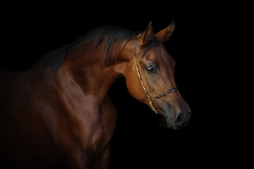 Portrait of a beautiful chestnut arabian horse isolated on black background