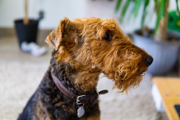 Airdale Terrier looking around