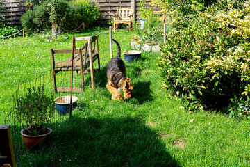 Airdale Terrier in the Garden