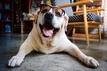 The dog labrador retriever so cute and sunglasses sitting in the garden
