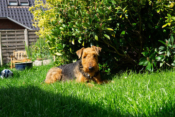 Airdale Terrier in the Garden 2