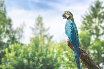 Macaw Parrot sitting on a tree branch enjoying sunset