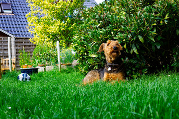 Airdale Terrier in the Garden 8