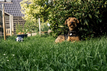 Airdale Terrier in the Garden 9