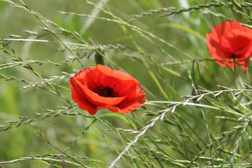 Coquelicot