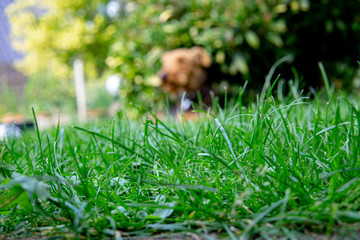 Airdale Terrier in the Garden 10