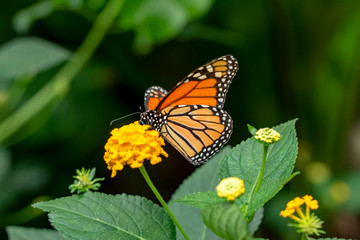 Monarch, Danaus plexippus is a milkweed butterfly (subfamily Danainae) in the family Nymphalidae