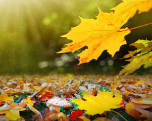 Yellow autumn maple leaves isolated on sunny background.