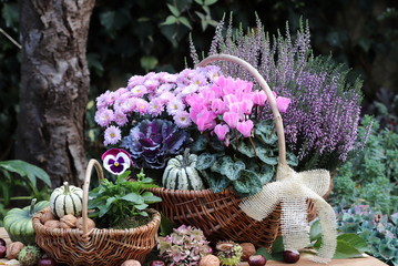 Fototapeta na wymiar Korb mit Herbstblumen in Pink als Gartendekoration