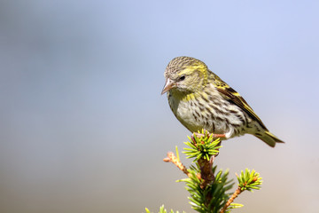 Eurasian Siskin