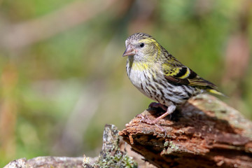 Eurasian Siskin