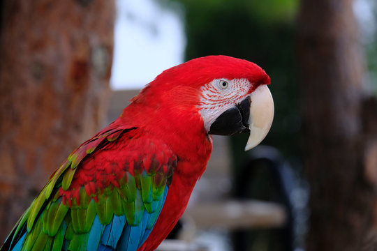 Colorful portrait of red macaw parrot vs jungle. Side view of the head of a wild macaw parrot on a green background. Wildlife and rainforest, exotic tropical birds as popular breeds of Pets