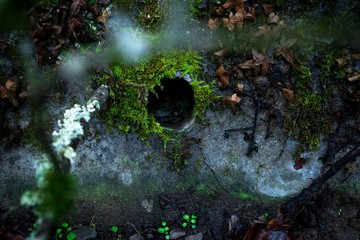 Mossy Hole in Wall