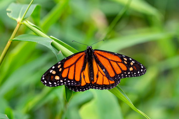 Monarch, Danaus plexippus is a milkweed butterfly (subfamily Danainae) in the family Nymphalidae