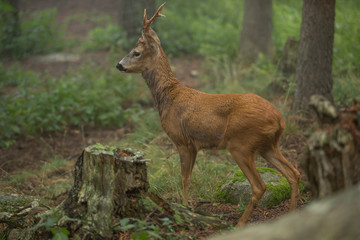 Roe deer in the forest in the rain.