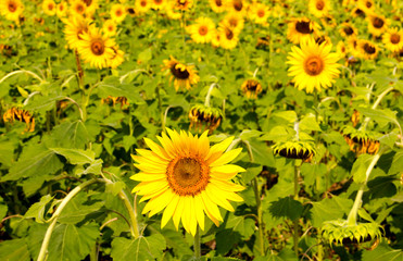 Huge Sunflower in the foreground, within a field of mill sunflowers, on a bright day