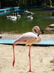 Graceful pink flamingo 