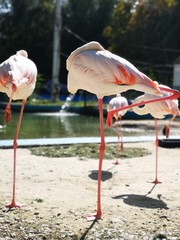 Exquisite pose of flamingos