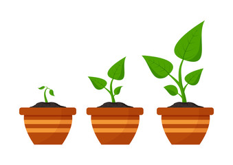 Gardening. Phases plant growing. Planting. Seeds sprout in flower pot. Infographic and evolution concept. Vector illustration