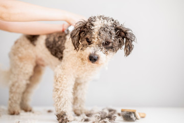 bichon frise dog getting his hair cut at the groomer salon