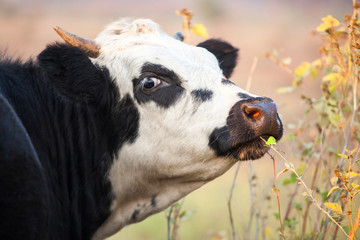 cow eat plant field background 