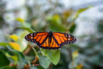Monarch, Danaus plexippus is a milkweed butterfly (subfamily Danainae) in the family Nymphalidae