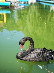 beautiful black swan on the lake