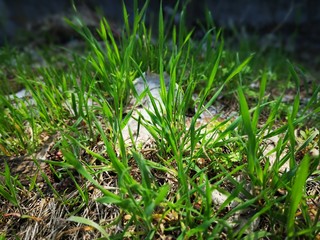 Spring, young green grass 