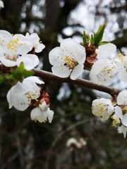 Branch with white flowers - cherry tree blossom