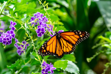 Monarch, Danaus plexippus is a milkweed butterfly (subfamily Danainae) in the family Nymphalidae