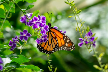 Monarch, Danaus plexippus is a milkweed butterfly (subfamily Danainae) in the family Nymphalidae