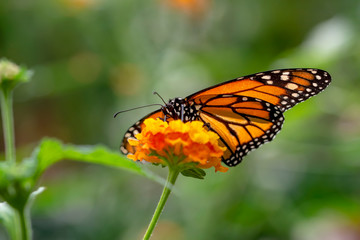 Obraz na płótnie Canvas Monarch, Danaus plexippus is a milkweed butterfly (subfamily Danainae) in the family Nymphalidae