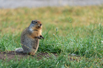 Columbia Ground Squirrel, Urocitellus columbianus