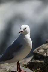 Möwe Vogel im Portrait