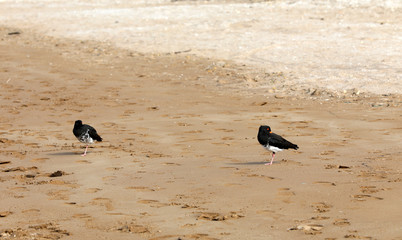 Austernfischer Oyster Catchers in Neuseeland