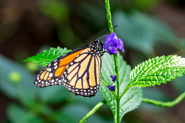Monarch, Danaus plexippus is a milkweed butterfly (subfamily Danainae) in the family Nymphalidae