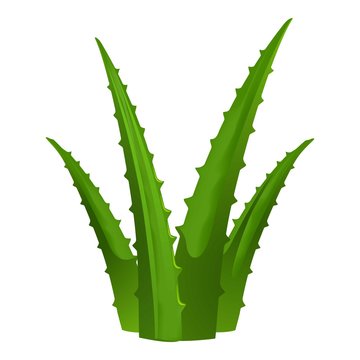 Green aloe vera icon. Cartoon of green aloe vera vector icon for web design  isolated on white background Stock Vector | Adobe Stock