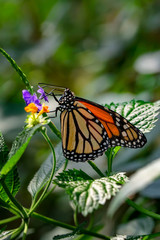 Monarch, Danaus plexippus is a milkweed butterfly (subfamily Danainae) in the family Nymphalidae