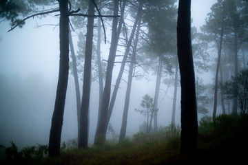 Fototapeta na wymiar Bosque con niebla