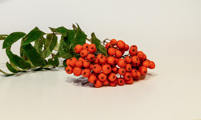 beautiful, healthy and juicy mountain ash on a light background