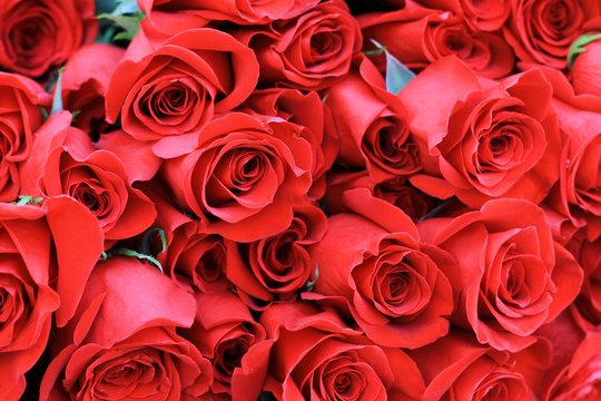 Bouquet of one hundred red roses. Celebration of engagement or wedding. Red roses as a background. Close-ap.