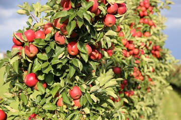 Altes Land apple tree fruit farming plantation