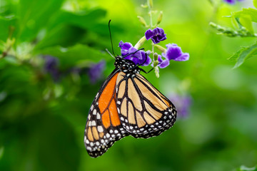 Monarch, Danaus plexippus is a milkweed butterfly (subfamily Danainae) in the family Nymphalidae