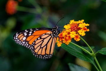 Obraz na płótnie Canvas Monarch, Danaus plexippus is a milkweed butterfly (subfamily Danainae) in the family Nymphalidae